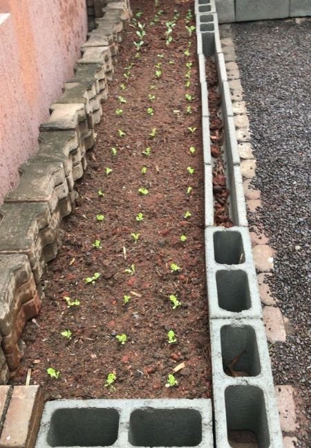 Como construir uma horta em casa Prepare o solo e plante as sementes