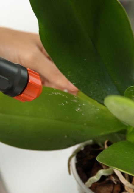 Como cuidar de orquídeas Cuide da umidade
