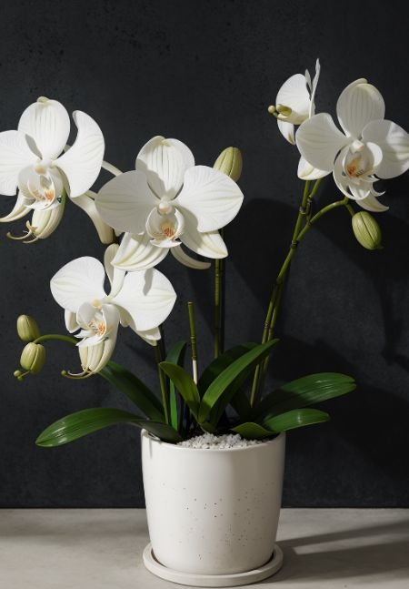 Como cuidar de orquídeas Escolha a certa