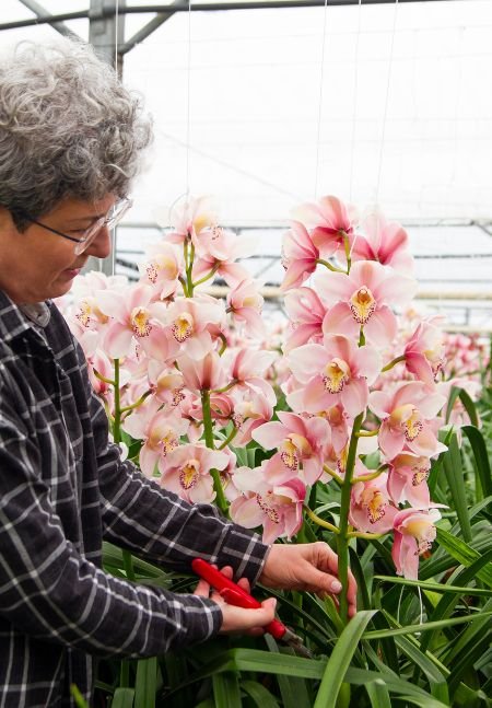 Como cuidar de orquídeas Faça a poda corretamente