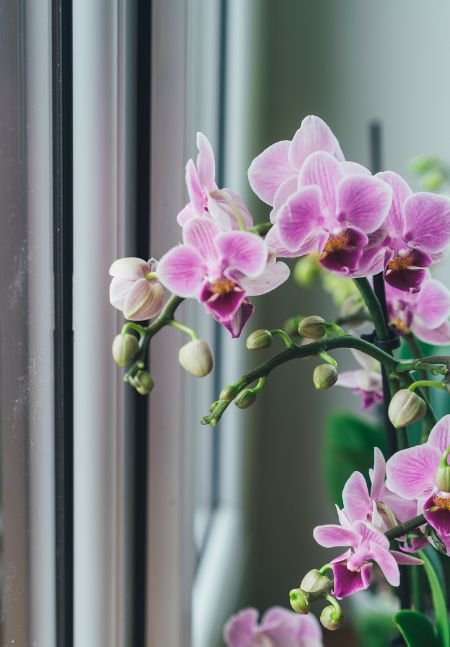 Como cuidar de orquídeas Posicione Corretamente