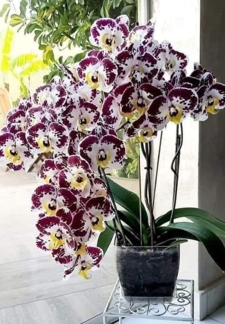 Como cuidar de orquídeas Tenha cuidado com as pragas